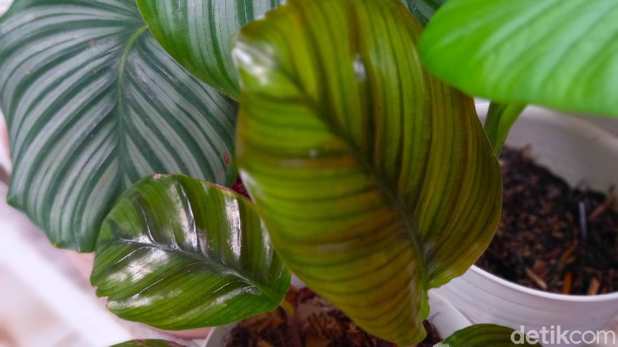 tanaman hias begitu rimbun di kopi febi Jagakarsa, kedai mungil outdoor yang menggambungkan konsep kontainer dikelilingi tanaman hias bak kebun.