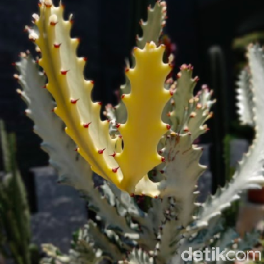 Kiat Basmi Jamur pada Tanaman Hias Kesayangan Kamu