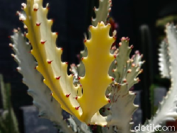 Kiat Basmi Jamur pada Tanaman Hias Kesayangan Kamu