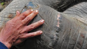 Gajah Sumatra Ditemukan Mati di Riau, Diduga Diracun