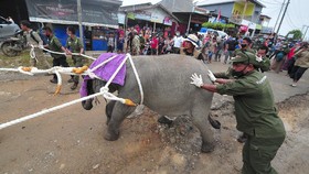 FOTO: Translokasi Gajah Sumatera