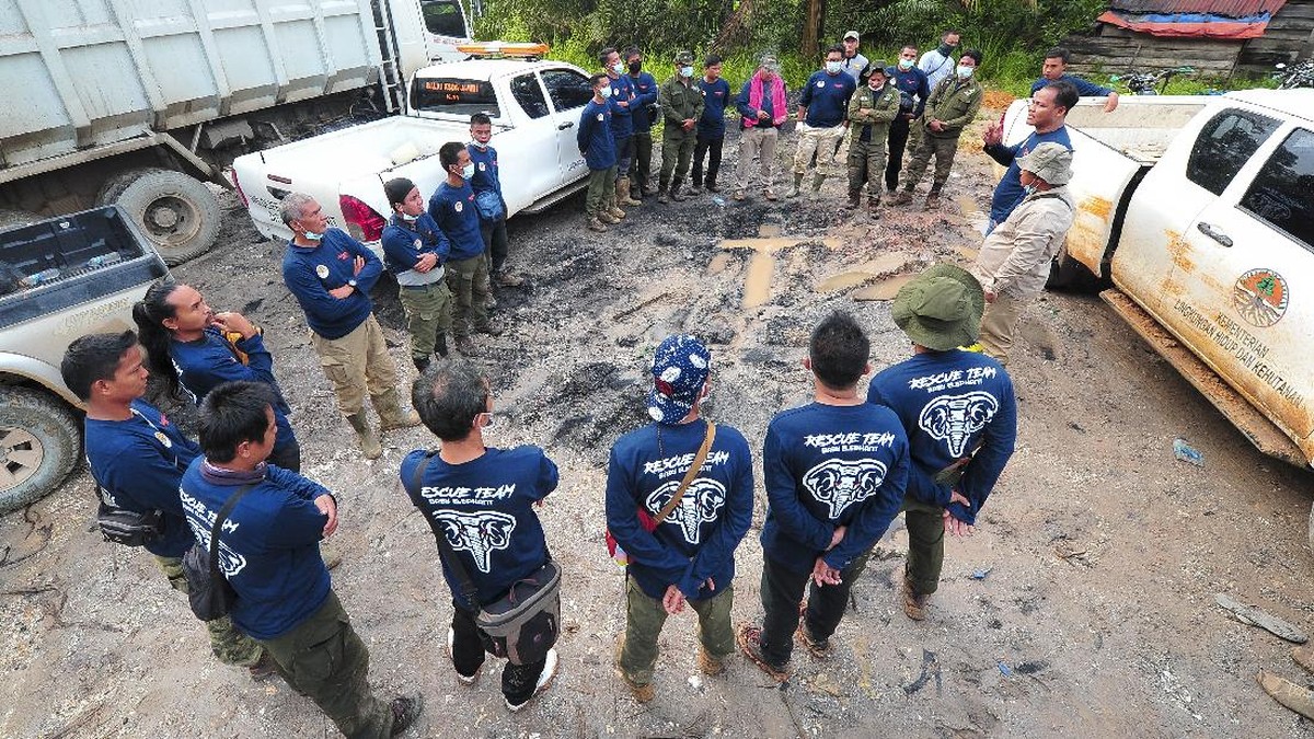 FOTO: Translokasi Gajah Sumatera