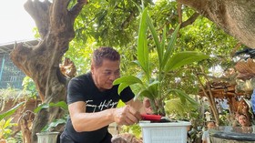 Cerita Ikhwan Bikin Bonsai Kelapa Bernilai Ratusan Juta