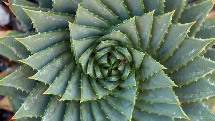 spikey succulent leaves creating a natural spiral