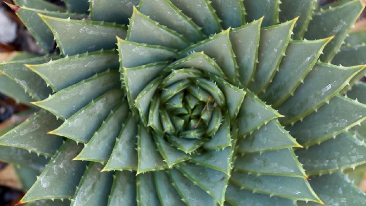 spikey succulent leaves creating a natural spiral