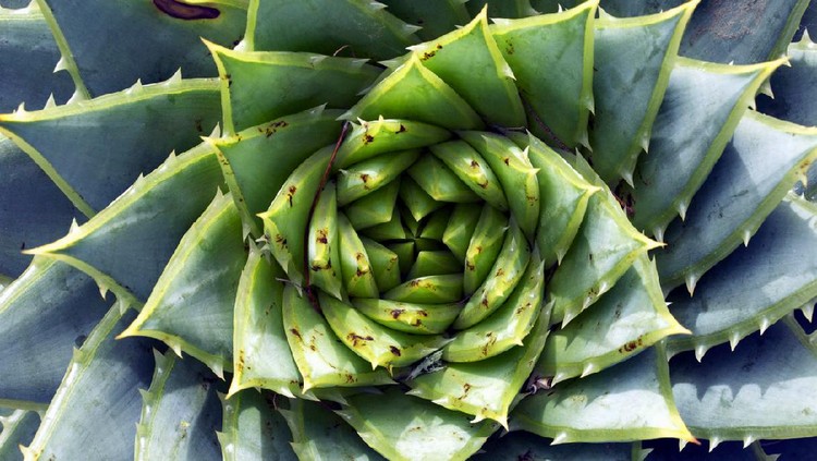 Detail of the centre of a green succulent plant. The genus of this succulent is Aloe Polyphylla.