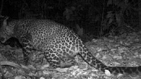 Tiga Warga Sumedang Diserang Macan Kumbang di Kebun