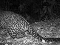 Macan Tutul Terekam Kamera di Gunung Karawang