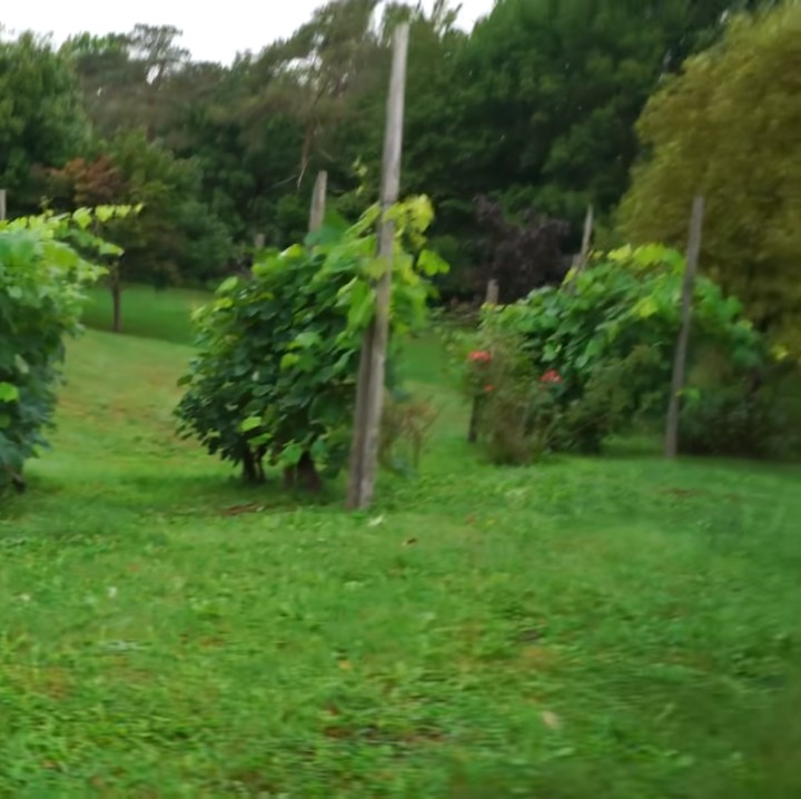 <p>Dalam video berdurasi 8 menit itu, Sacha menunjukkan keasrian lingkungan tempat tinggalnya. (Foto: YouTube Sacha Stevenson)</p>