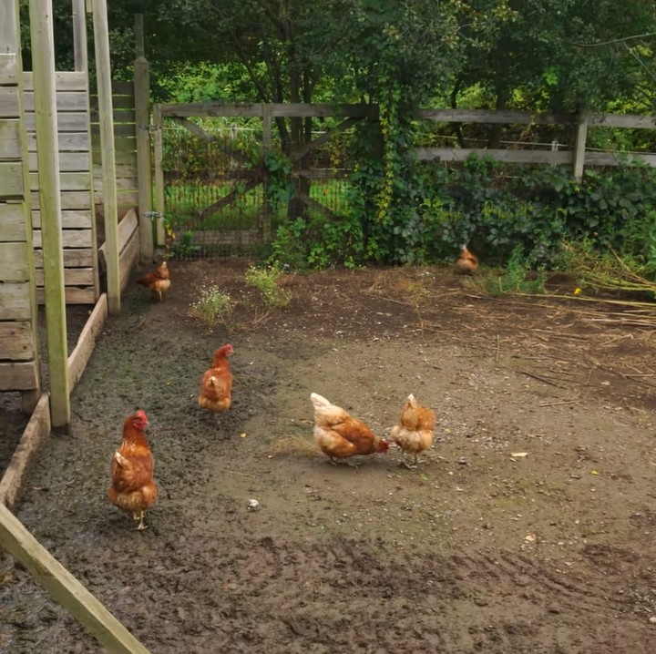 <p>Tak hanya kuda, di sana juga terdapat peternakan ayam pribadi yang tak begitu besar. Kata Sacha, setiap hari ayam-ayam tersebut bertelur dan menguntungkan keluarga Pamannya. (Foto: YouTube Sacha Stevenson)</p>
