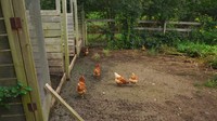 <p>Tak hanya kuda, di sana juga terdapat peternakan ayam pribadi yang tak begitu besar. Kata Sacha, setiap hari ayam-ayam tersebut bertelur dan menguntungkan keluarga Pamannya. (Foto: YouTube Sacha Stevenson)</p>