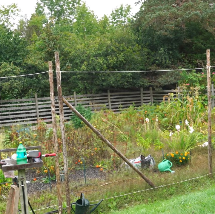 <p>Sacha juga menunjukkan kebun pribadi milik kakeknya. Saat ini, kebun tomat hingga jagung tersebut dirawat sang Bibi. (Foto: YouTube Sacha Stevenson)</p>