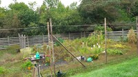 <p>Sacha juga menunjukkan kebun pribadi milik kakeknya. Saat ini, kebun tomat hingga jagung tersebut dirawat sang Bibi. (Foto: YouTube Sacha Stevenson)</p>