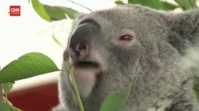 VIDEO: Kisah Pilu Populasi Koala di Australia yang Menurun