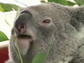 VIDEO: Kisah Pilu Populasi Koala di Australia yang Menurun