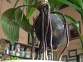 VIDEO: Kreasi Bonsai Kelapa Bernilai Ratusan Juta