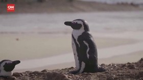 VIDEO: Ganas, Lebah Sengat 63 Pinguin Hingga Tewas