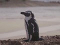 VIDEO: Ganas, Lebah Sengat 63 Pinguin Hingga Tewas