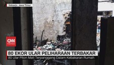 VIDEO: 80 Ular Peliharaan Terbakar