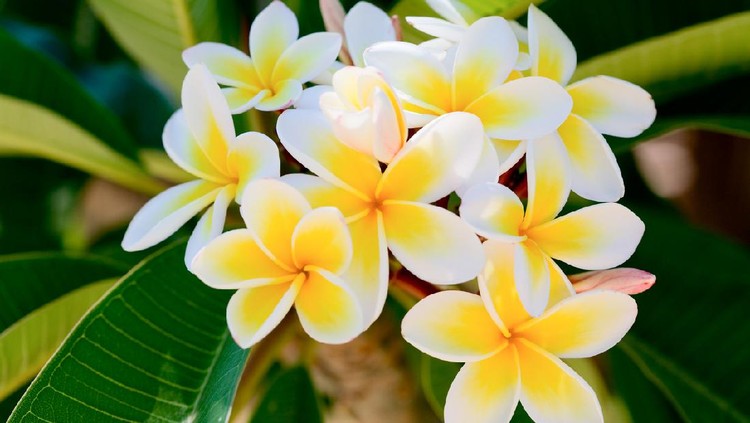 bunga kamboja frangipani (plumeria) flower on natural background - shallow dof