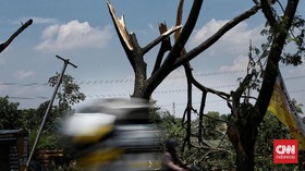 Pohon Tumbang Timpa Dua Mobil di Cilandak Jaksel
