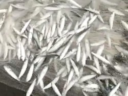 Heboh Cah! Fenomena Ikan Teri Berlompatan di Pantai Selatan Yogya