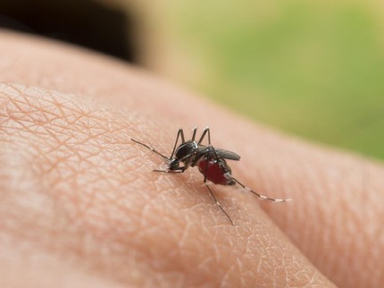 Kemenkes Ungkap Nyamuk Wolbachia Dapat Atasi DBD, Terbukti di 9 Negara