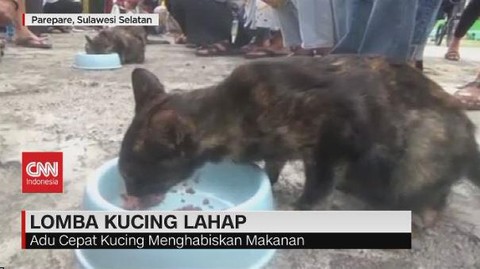 VIDEO: Lomba Kucing Lahap di Parepare