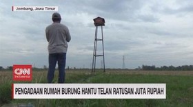 VIDEO: Pengadaan Rumah Burung Hantu Telan Ratusan Juta Rupiah