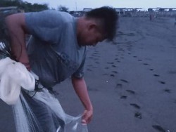 Fenomena Ikan Teri Berlompatan di Pesisir Yogya Jadi Berkah Buat Nelayan