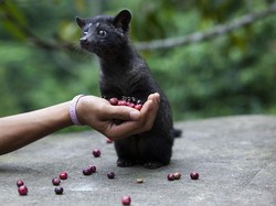 Hukum Konsumsi Kopi Luwak, Apakah Halal Walau Keluar dari Dubur Luwak?