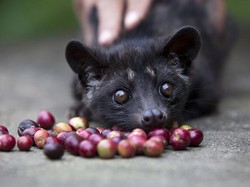 Alasan Kopi Luwak Halal Dikonsumsi Meski Keluar dari Dubur Hewan