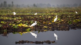 FOTO: Nasib Danau Kashmir Dikepung Gulma dan Polusi