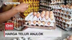 VIDEO: Harga Telur Ayam Anjlok