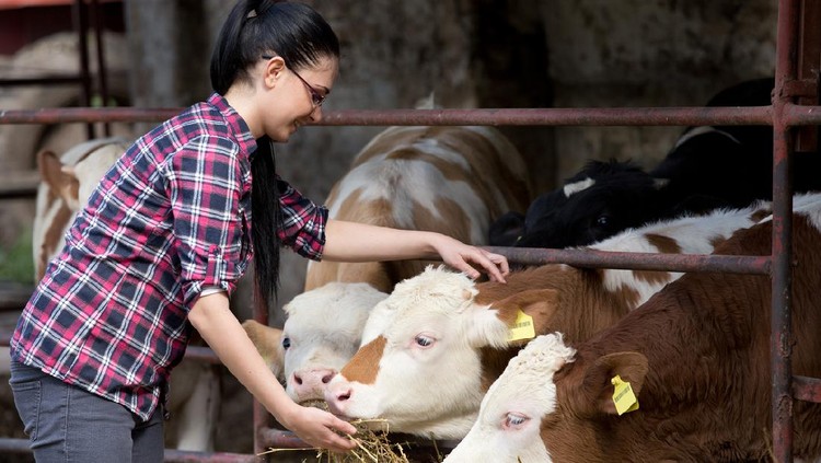Ilustrasi Peternak Wanita Young pretty girl feeding heifers in front of barn on the farm