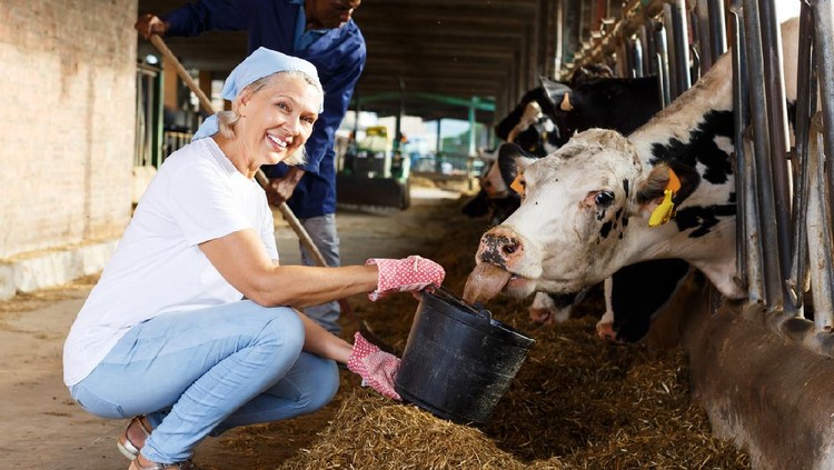 Ilustrasi Peternak Wanita Portrait of mature woman and African American man working with cows on dairy farm