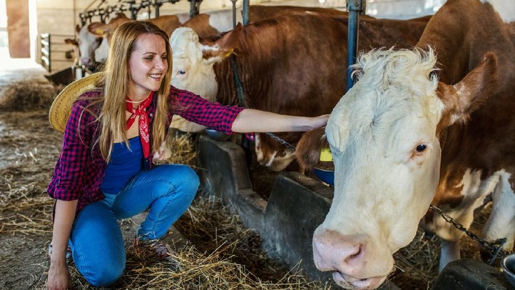 Ilustrasi Peternak Wanita Daily job at cattle ranch
