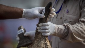 Cula Badak Ujung Kulon Hasil Buruan Dijual ke China Untuk Kosmetik