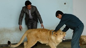 Kisah Sedih Marjan, Singa Kabul Zoo yang Tersiksa Perang