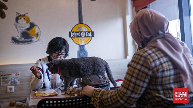FOTO: Kencan Bareng Kucing di Kafe Kala PPKM Diperlonggar