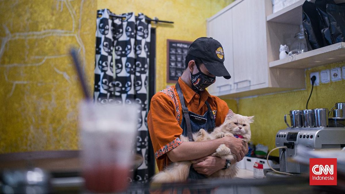 FOTO: Kencan Bareng Kucing di Kafe Kala PPKM Diperlonggar