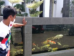 Kreatif, Pagar Rumah Warga di Malang Berbentuk Kolam Ikan Koi