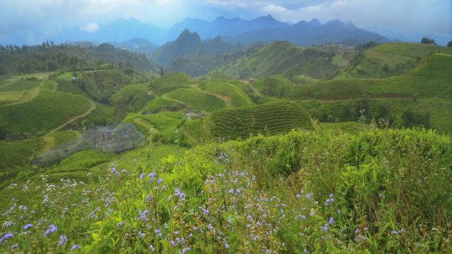 Kawasan Malino Highlands di Kabupaten Gowa, Sulawesi Selatan, rasanya wajib dikunjungi bagi wisatawan penikmat teh.
