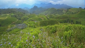 Menyeruput Teh di Tengah Keteduhan Malino Highlands