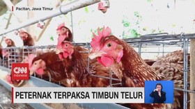 VIDEO: Peternak Terpaksa Timbun Telur