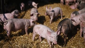 Harga Daging Babi di AS Bakal Super Mahal