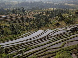 Strategi Pemerintah Hindari Krisis Pangan Gegara El Nino