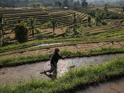 PHRI: Penginapan Ilegal Rugikan Hotel, Percepat Hilangnya Sawah-Sawah di Bali