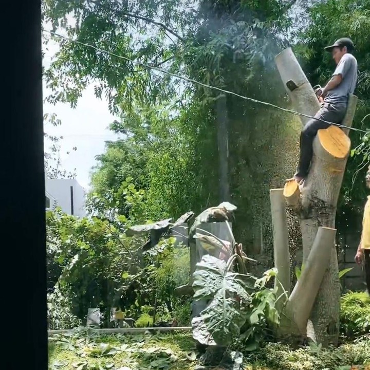 <p>Karena takut dan trauma dengan badai angin, akhirnya Putri memangkas habis pohon besar yang ada di rumahnya, nih. Ia mengatakan kalau akar pohon sudah terangkat sehingga bisa berbahaya. Padahal itu adalah pohon kesayangannya, Bunda. (Foto: Instagram: @putrititian)</p>