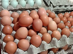 Harga Telur Bisa Turun Minggu Depan, Ini 3 Faktanya